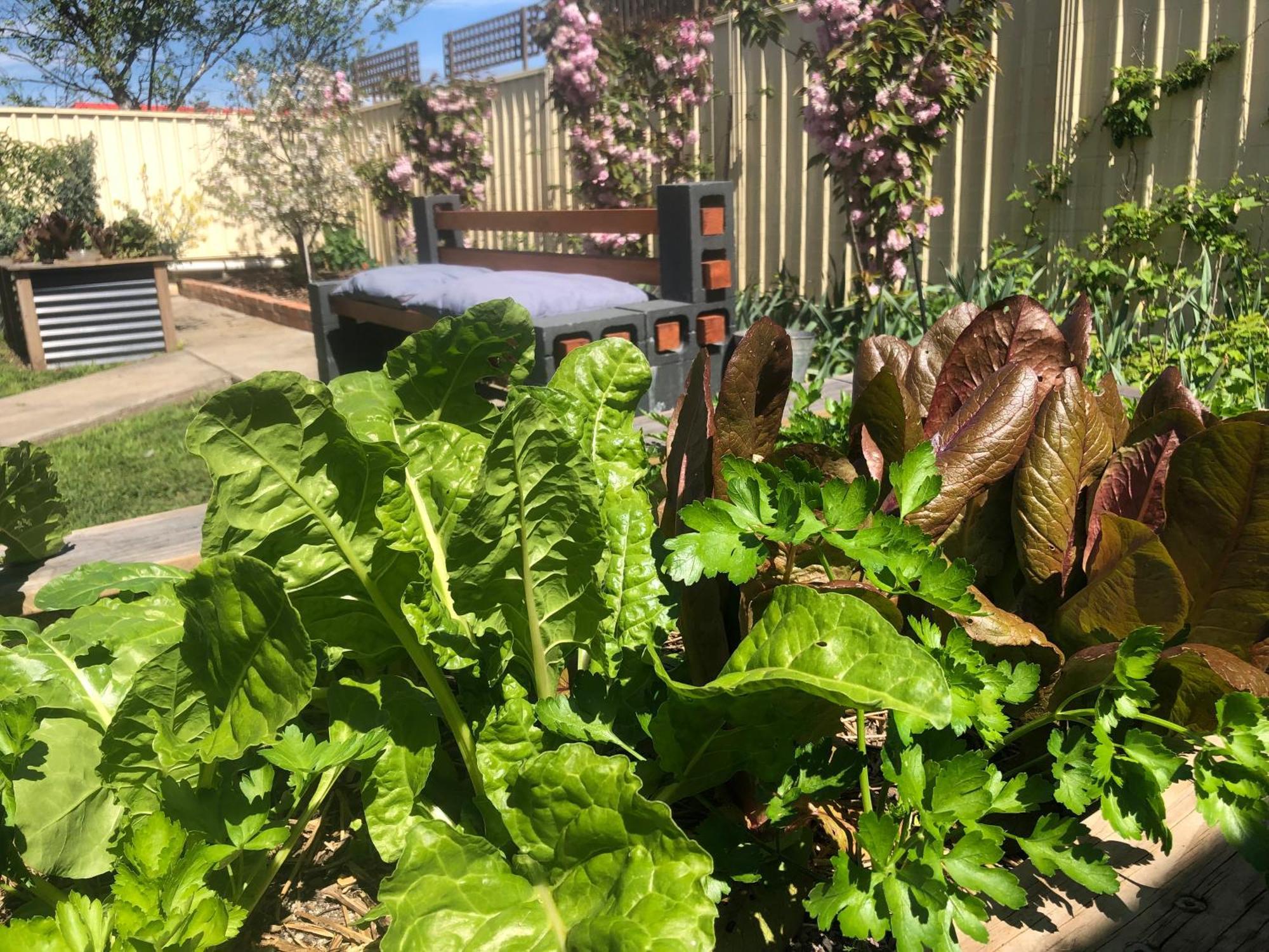 Lovely Budget Vegan Homestay Launceston Exterior photo