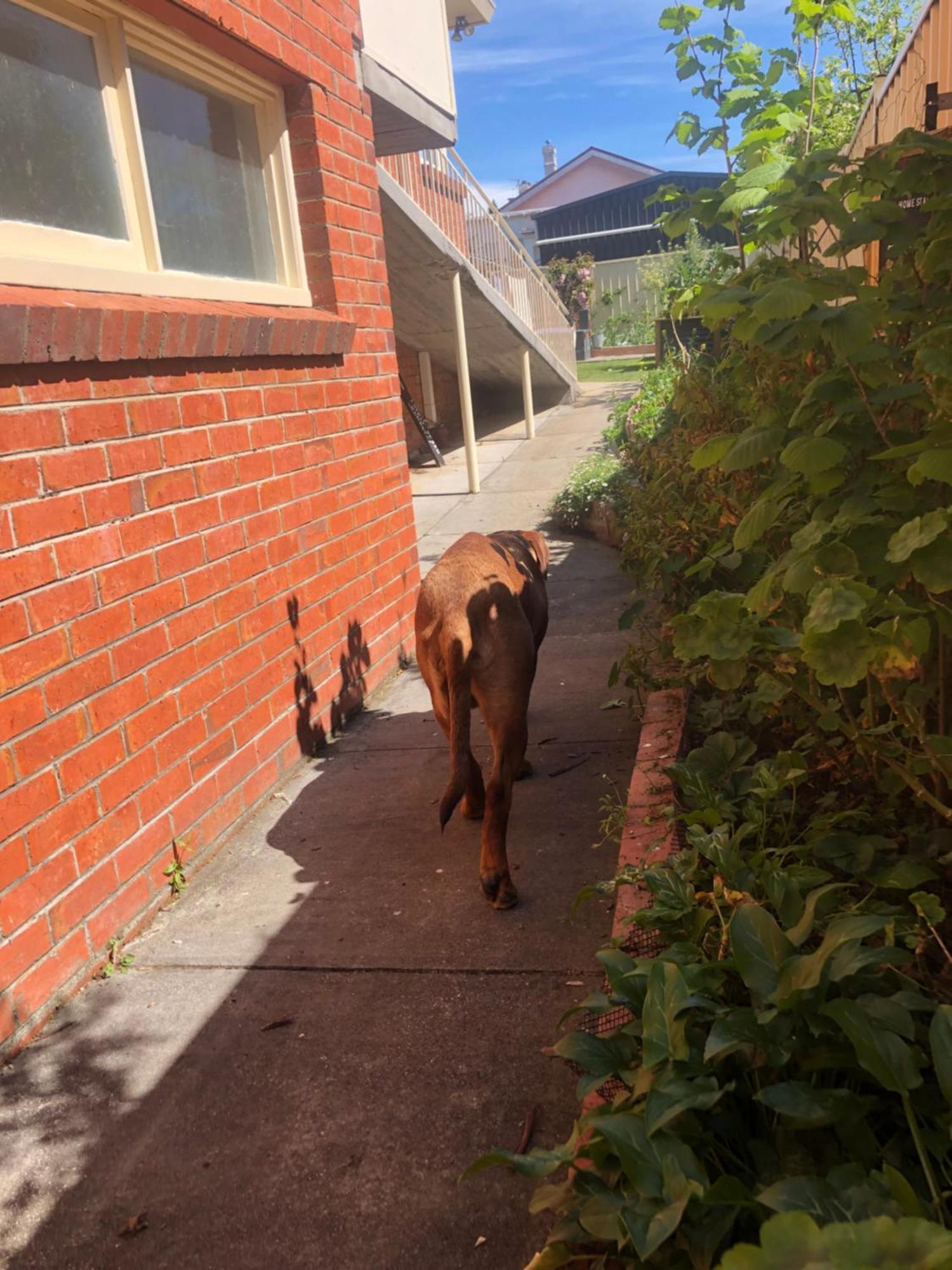 Lovely Budget Vegan Homestay Launceston Exterior photo